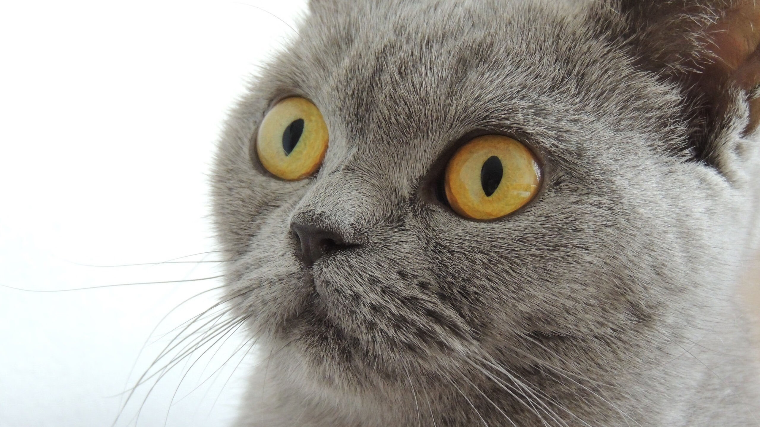 大卫的弹弓,当红牛二队精准击倒法拉利巨人,塞恩斯如何一肩扛起整支车队的荣光