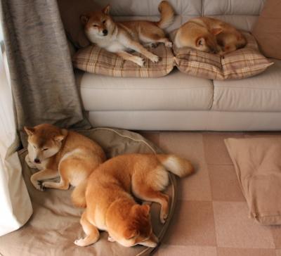 同夜双城，猛龙用防守咬碎步行者，塔图姆用得分镌刻自己