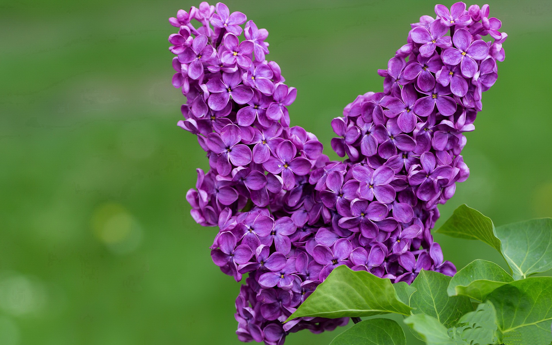 深海巨兽苏醒，上海队战术压制迷航勇士，班凯罗连续得分拉开天堑