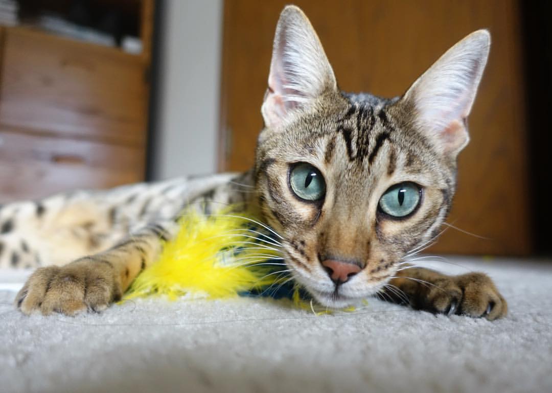 篮筐倒影的平静，与一个沸腾的传奇