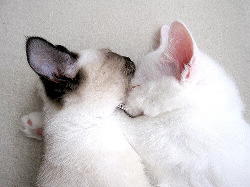 非洲雄狮撕裂欧洲冰刀!喀麦隆末节逆转险胜芬兰,巴雷拉送出统治级全能数据