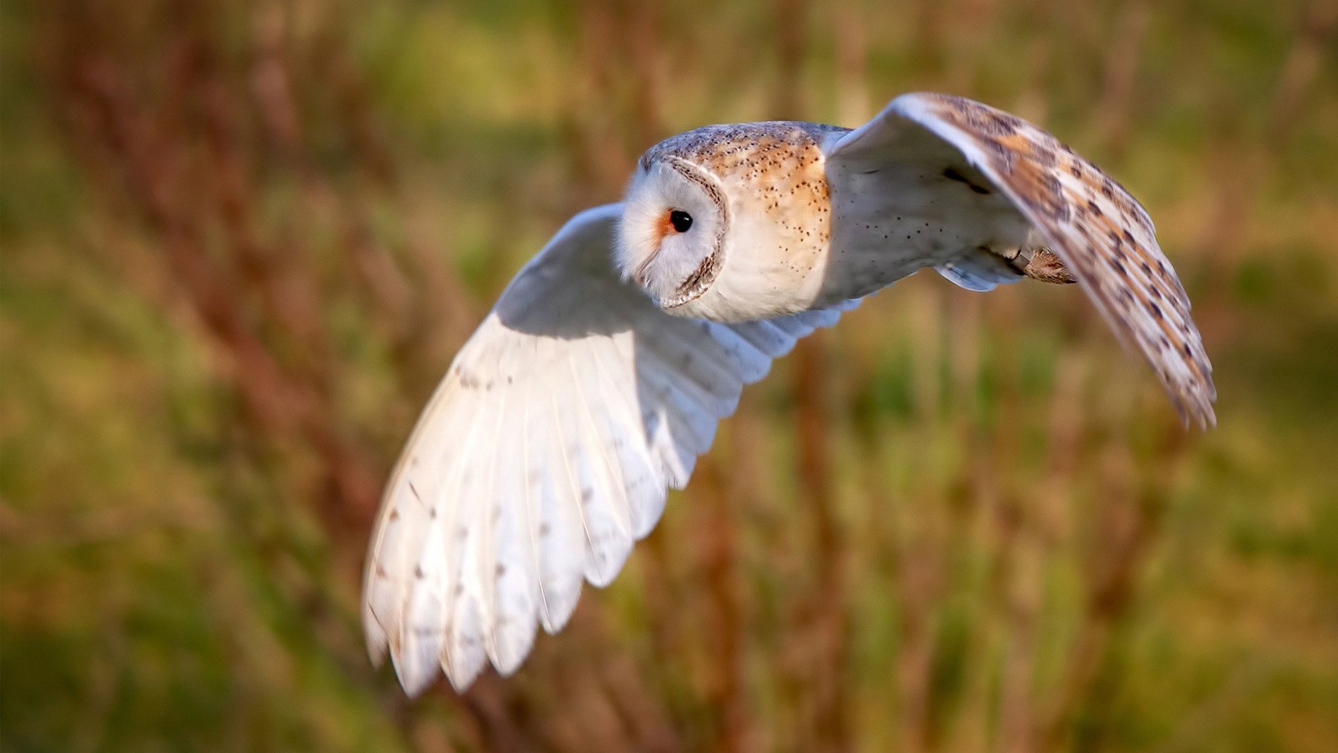 最后时刻利剑出鞘！阿坎吉补时绝杀，巴拉圭险胜玻利维亚
