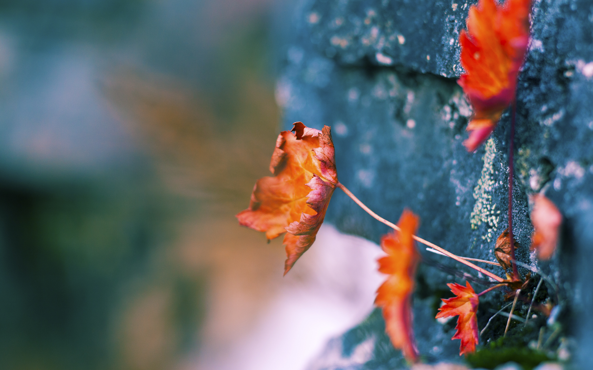 跨越质疑的绿茵之证，恩佐在哥斯达黎加与贝蒂斯之战中重塑价值
