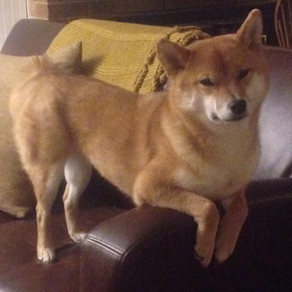 跨界的胜利，勇士横扫奇才与德罗赞在F1街道赛的统治时刻