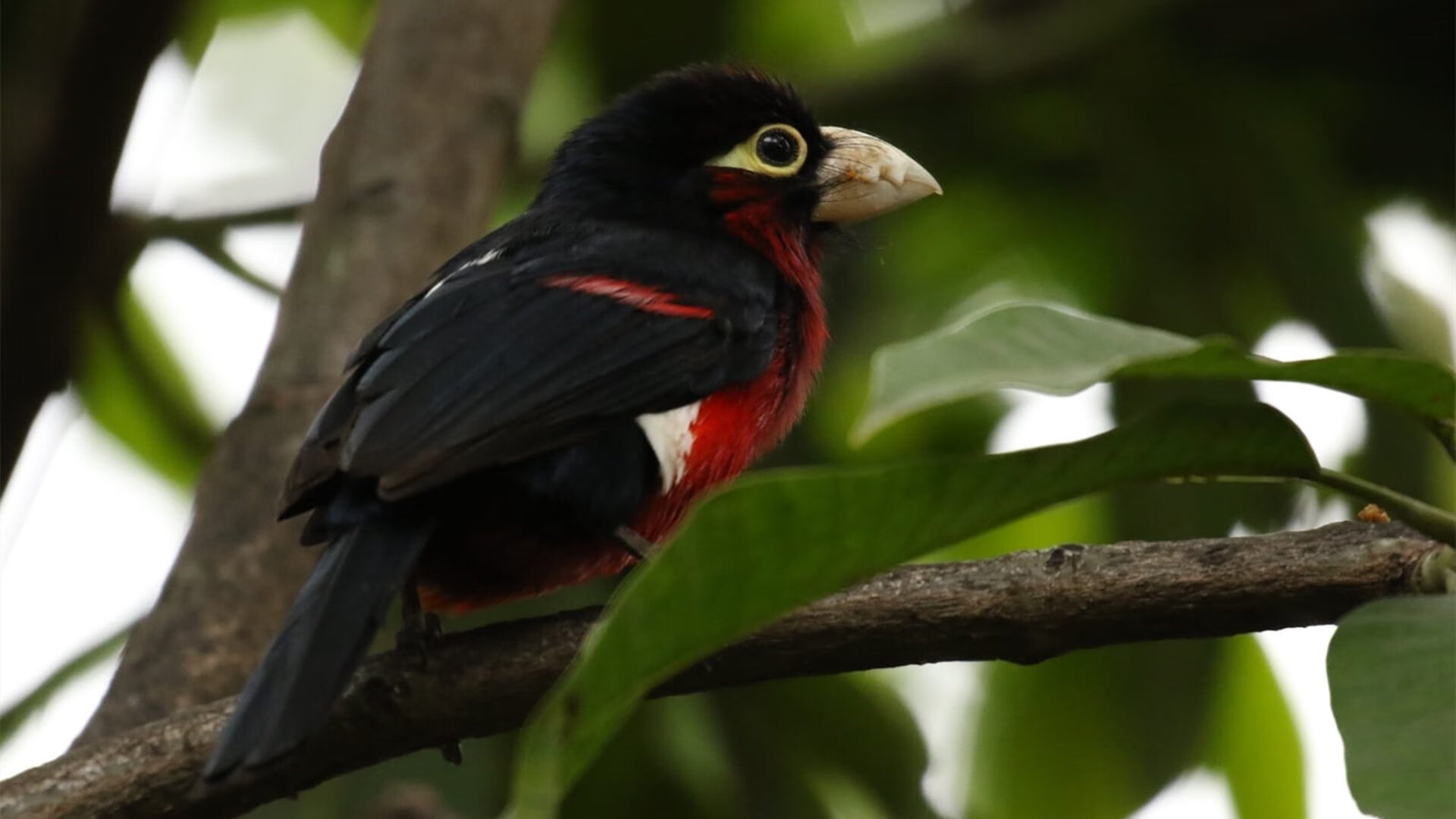 王权与烈日，小贾伦的黄昏审判