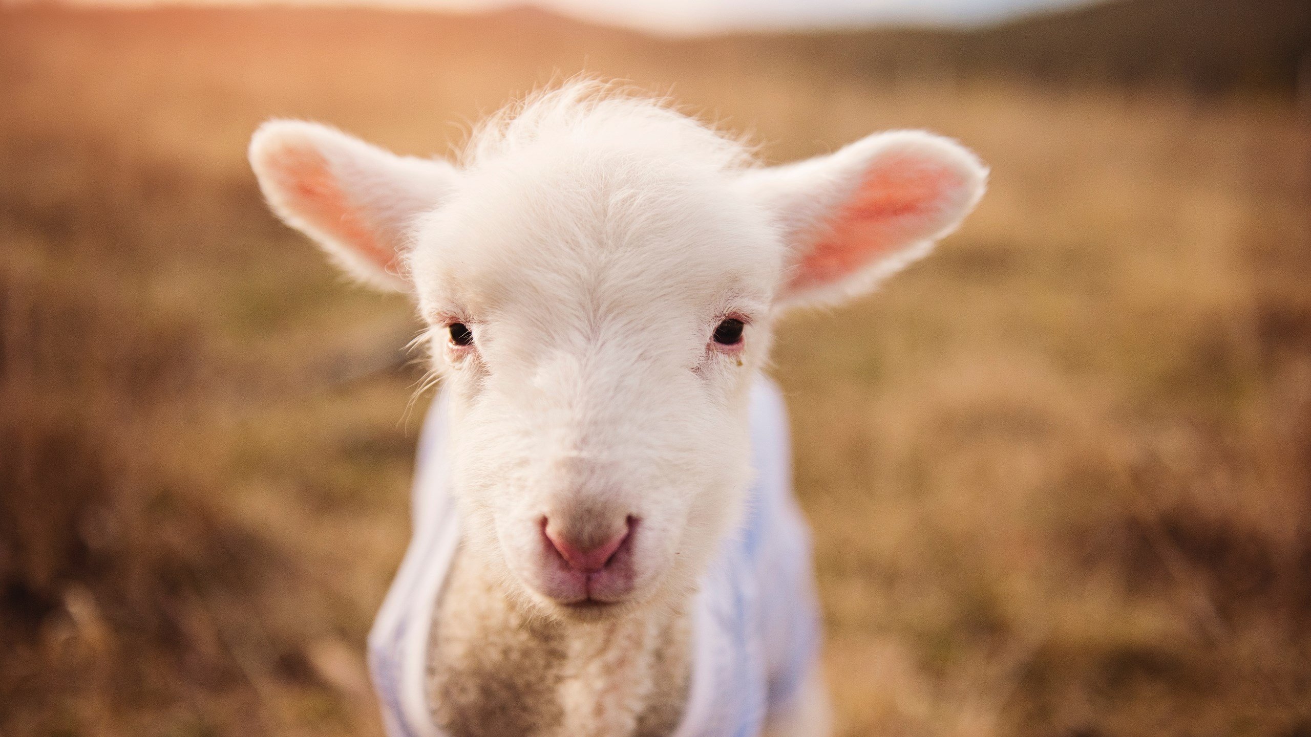 命运的两声哨响,当塔图姆绝杀罗马,今夜属于绿色