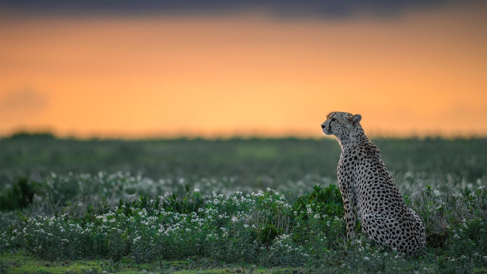 篮球世界的不眠皇冠，当莫兰特撕碎争议二字