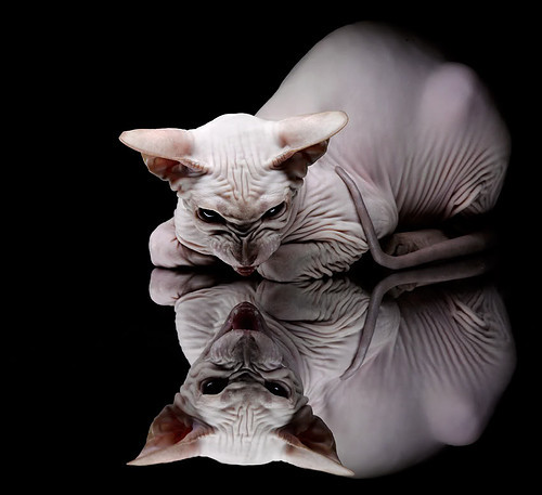 双极绽放,哈利伯顿的爆发如何照亮了马刺沉默的团队圣火