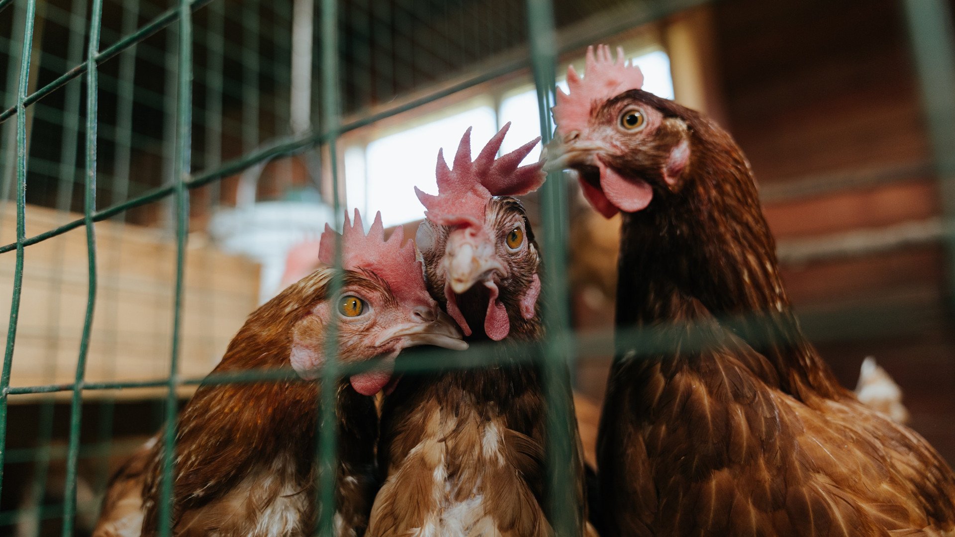 东方铁骑粉碎巴斯克堡垒，奥亚尔萨瓦尔以指挥家姿态引领皇家社会节奏革命