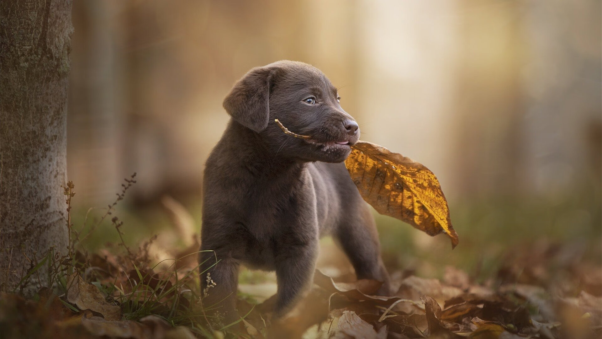 双星闪耀改写历史，坎特无解突破+爱尔兰神仙球，一场非典型的1-0诞生