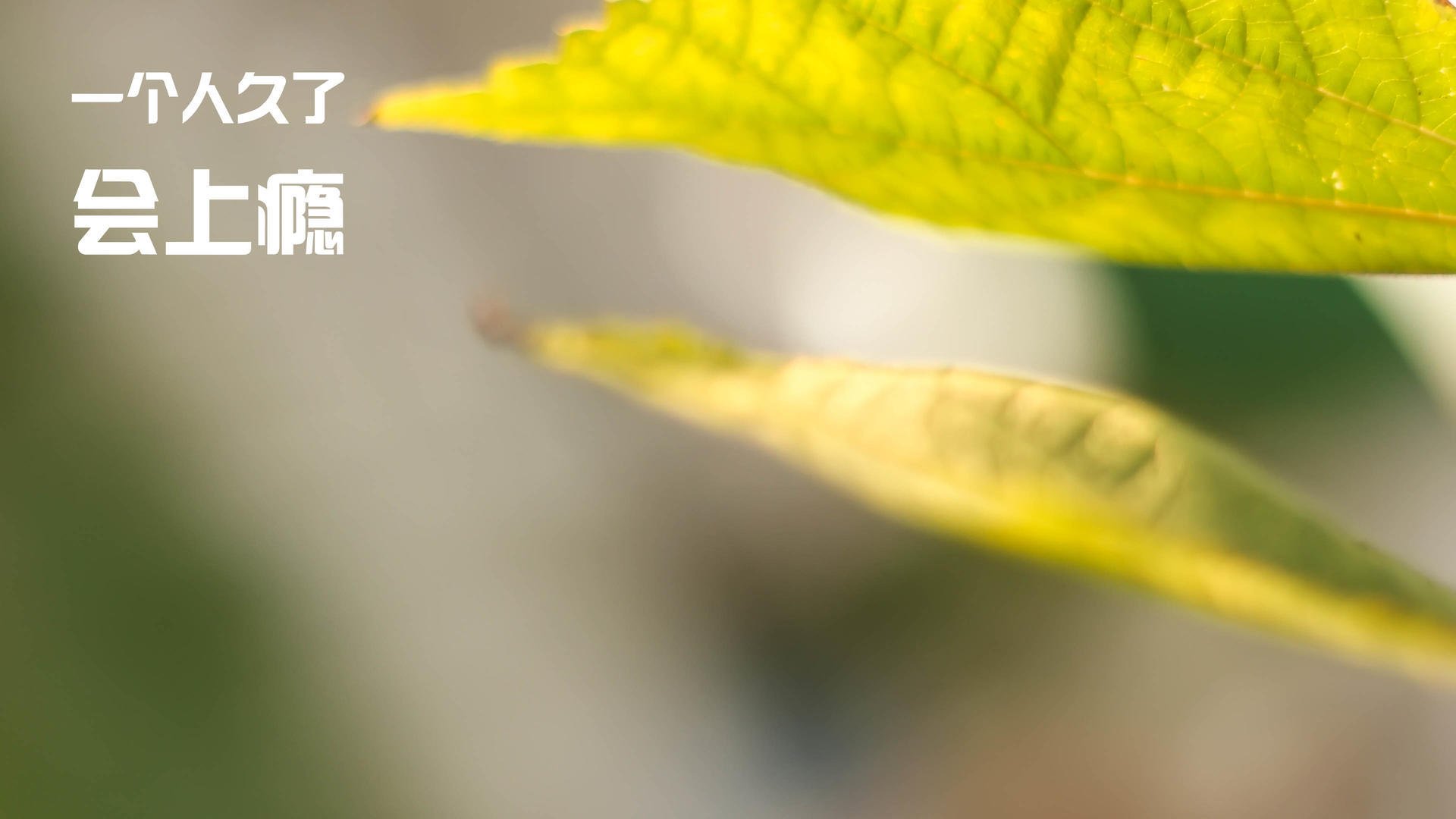 切特！平地惊雷！末节19分导演24分惊天逆转，魔术主场惨遭冰封